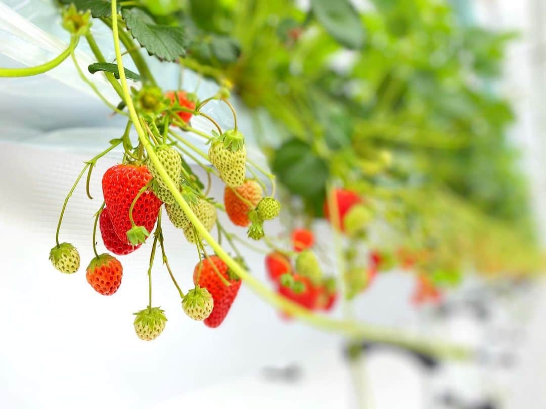 のインスタグラム：「🍓」