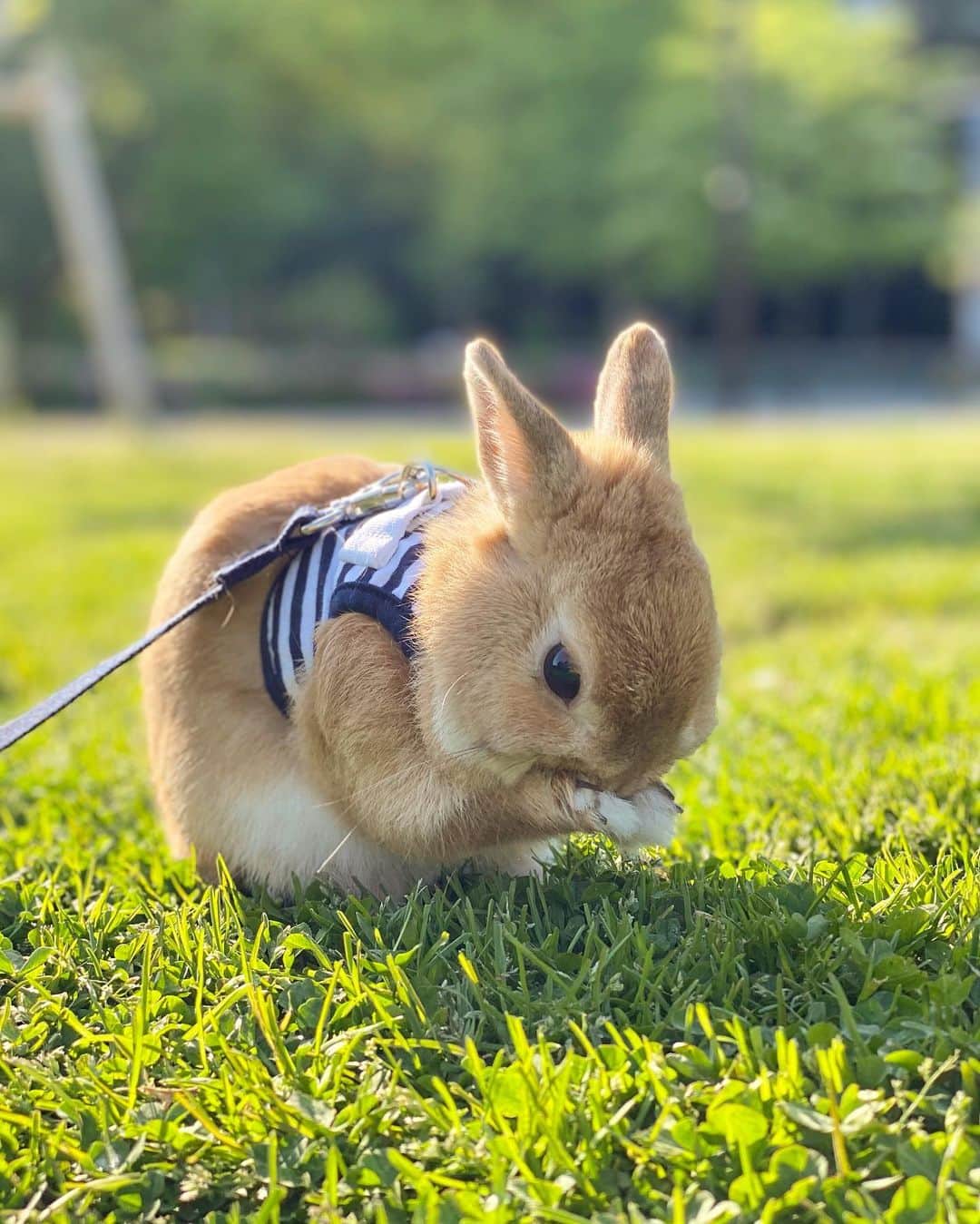 越智千恵子さんのインスタグラム写真 - (越智千恵子Instagram)「うさぎのヒゲくん、たくさんのお友達に囲まれるの巻。  #動じない#netherlanddwarf#rabbit#boy#3yearsold#ネザーランドドワーフ#うさぎ#3才」4月24日 17時29分 - chieko_0224