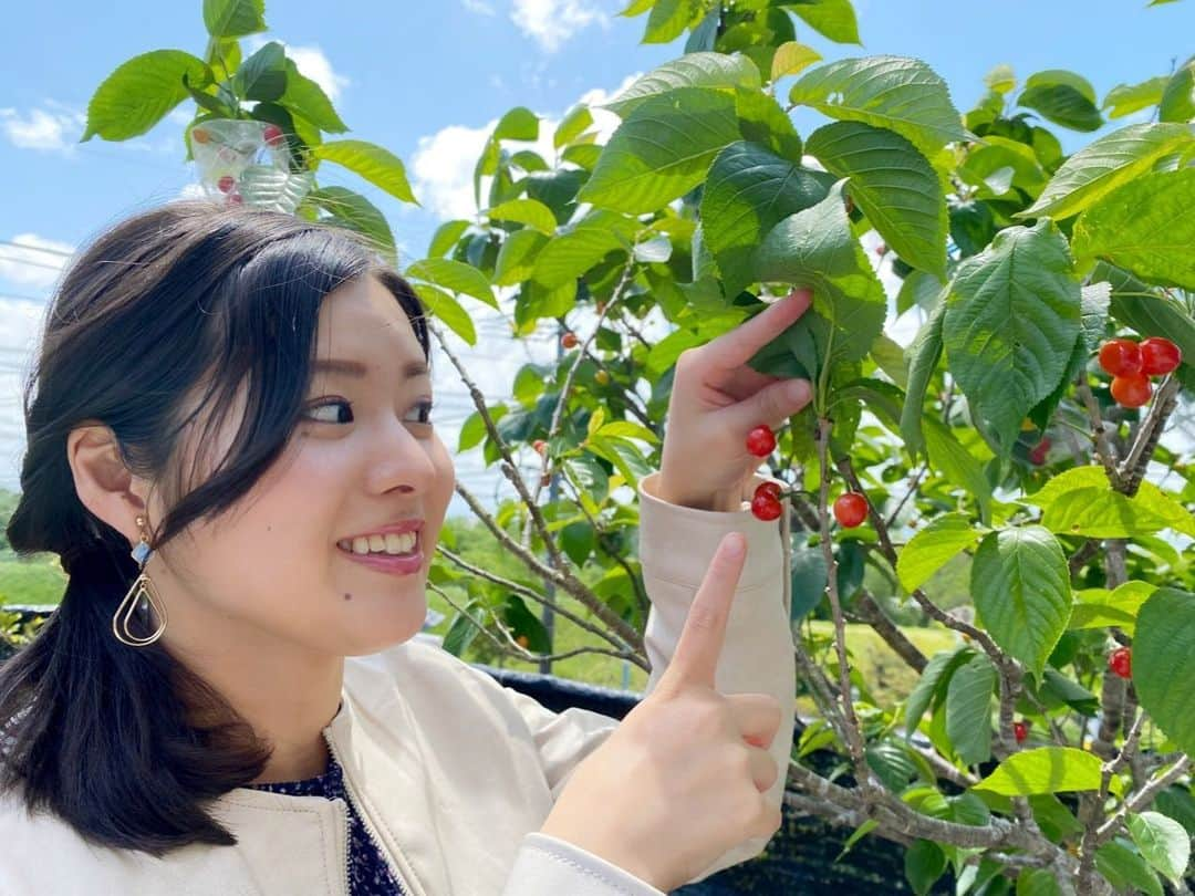 宮本佳奈のインスタグラム：「＊ ＊ 実家の庭にさくらんぼ🍒 ＊  毎年実がなりますが、 今年は豊作のようです😋✨ ＊  そろそろ食べ頃かなと思い 狙って帰ったのは内緒です😉笑 ＊  #さくらんぼ #cherry  #🍒 #実家 #週1くらいで帰省しています #地元の良さ #母は察知していたようで #さくらんぼを準備してくれていました #宮崎 #みやざき #食べごろ #😋 #庭 #garden #お気に入り #イヤリング #earrings #アナウンサー #休日 #holiday」