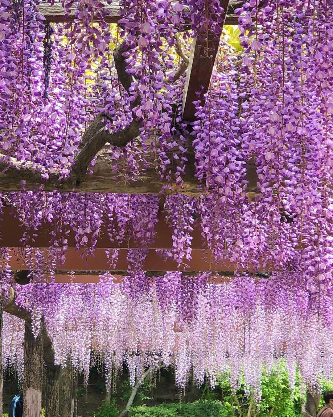 Manaさんのインスタグラム写真 - (ManaInstagram)「💜💜💜 𝑾𝒊𝒔𝒕𝒆𝒓𝒊𝒂  𝒇𝒓𝒐𝒘𝒆𝒓𝒔🌸 紫の世界💕 愛知県 津島市の天王川公園へ🐾 . 陽の光を浴びる藤の花々が うっとりするくらい綺麗でした🥺✨ . コーデは藤にぴったりの 紫とピンクの小物を合わせて…♪ 上下は黒でまとめました👗 . . . ちょうど見頃に見ることができてよかったです💕 . . . . Tops：#zara #ザラジョ Skirt：#amazon で #プチプラ Bag：#chanel #シャネル Scarf：#ninaricci #ニナリッチ . . #藤の花 #藤棚 #藤まつり #お写んぽ #天王川公園 #津島 #日本の風景 #雨上がり #夏日 #キレイめコーデ #きれいめコーデ #スカーフアレンジ #ブラックコーデ #大人可愛いコーデ #お花畑 #花畑 #料理研究家 #管理栄養士 #wisteria #wisteriaflowers #japan_photo」4月24日 22時05分 - mana.tcy