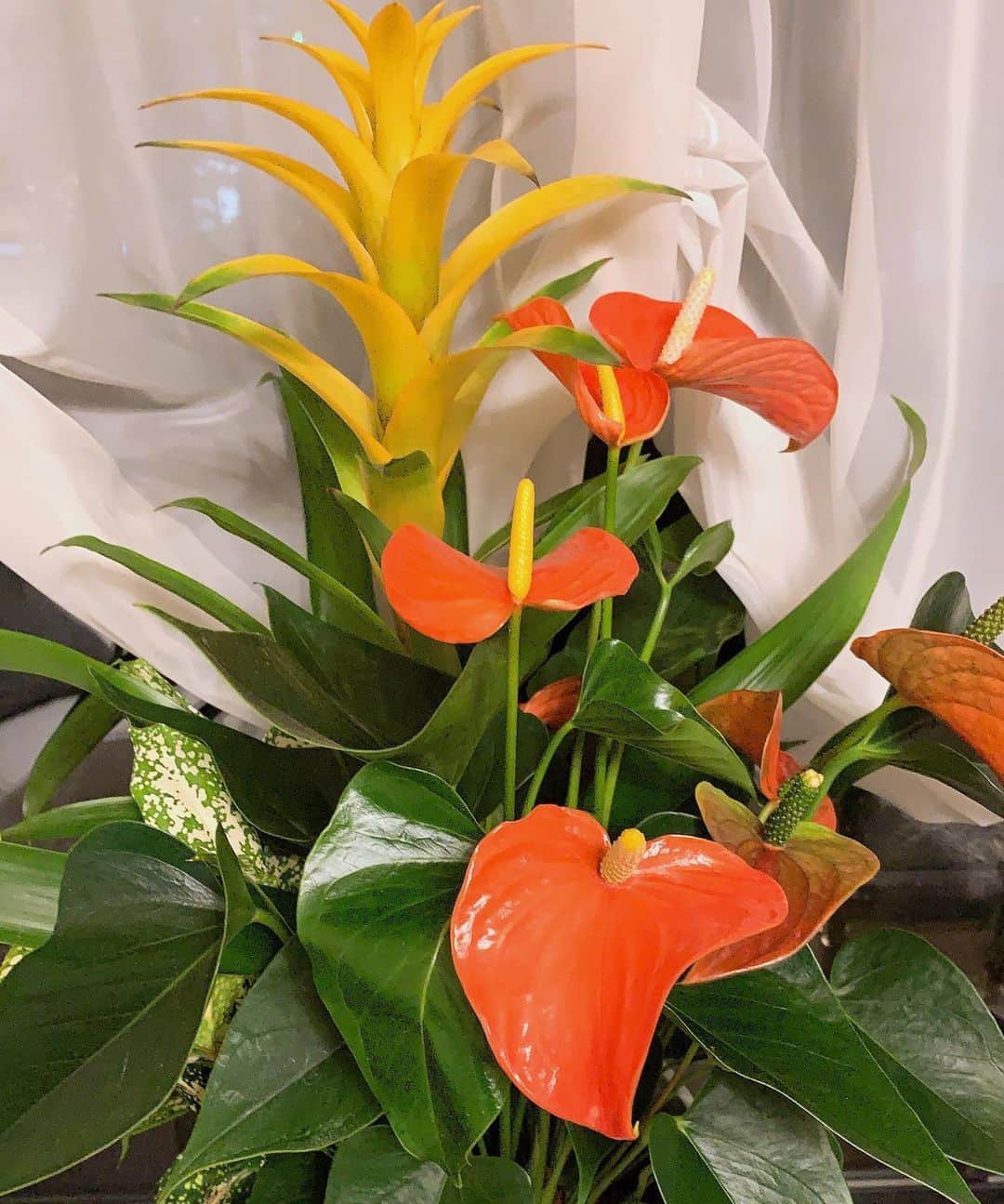水谷雅子さんのインスタグラム写真 - (水谷雅子Instagram)「お部屋に観葉植物を置くと一気に華やかになり心も癒されますよね☺️🎶 ポインセチアからグズマニアに置き替えました。🌺 #観葉植物#グズマニア#トロピカルな花 #癒しの空間 #水谷雅子#水谷雅子beautybook50の私」4月24日 22時11分 - mizutanimasako