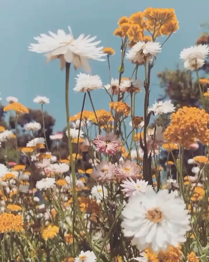 のインスタグラム：「Saturday feeling. #flowers #peaceful」