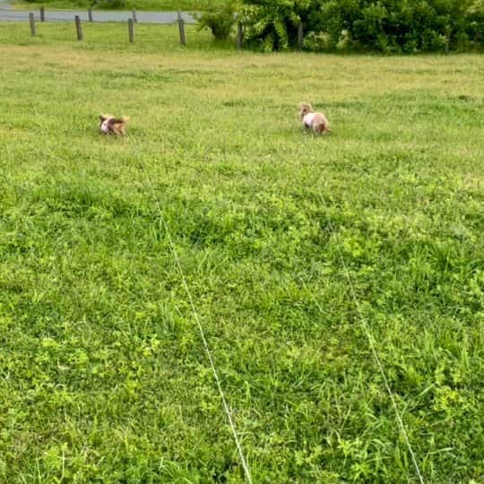 くるみんのインスタグラム：「* こむぎさん、まだ走れるよ🐾  こんなに元気なのに…何とか病気の進行を遅らせて、たくさん食べて遊ばせてあげたい  #ミニチュアダックスフンド #ミニチュアダックスフント #ミニチュアダックス #イザベラタン #イザベラ #カニンヘンダックスフント #カニンヘン #カニンヘンダックス #カニンヘンダックスフンドの日常 #カニンヘンの会 #カニンヘンダックスフンド #ダックスフント #ダックス多頭飼い #ダックスフント #ダックスフンドカニンヘン #ダックス部 #ダックス大好き #ダックスフンド #ダックス #いぬばか部 #いぬすたぐらむ #短足部 #わんこなしでは生きていけません会 #dachshundgram #dachshund #dachs #dogstagram #リンパ腫 #リンパ性白血病 #悪性リンパ腫」