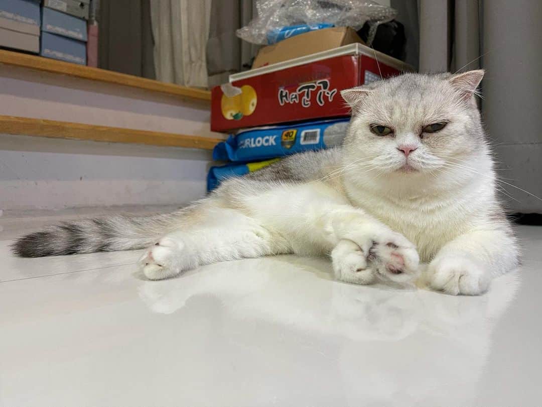 Som Siriのインスタグラム：「นั่งไขว่ห้างสไตล์น้องคู  มันดูปวดหลังนะแม่ว่า 🤔  #cougarteamonlyyui  #scottishfold #catsofinstagram」