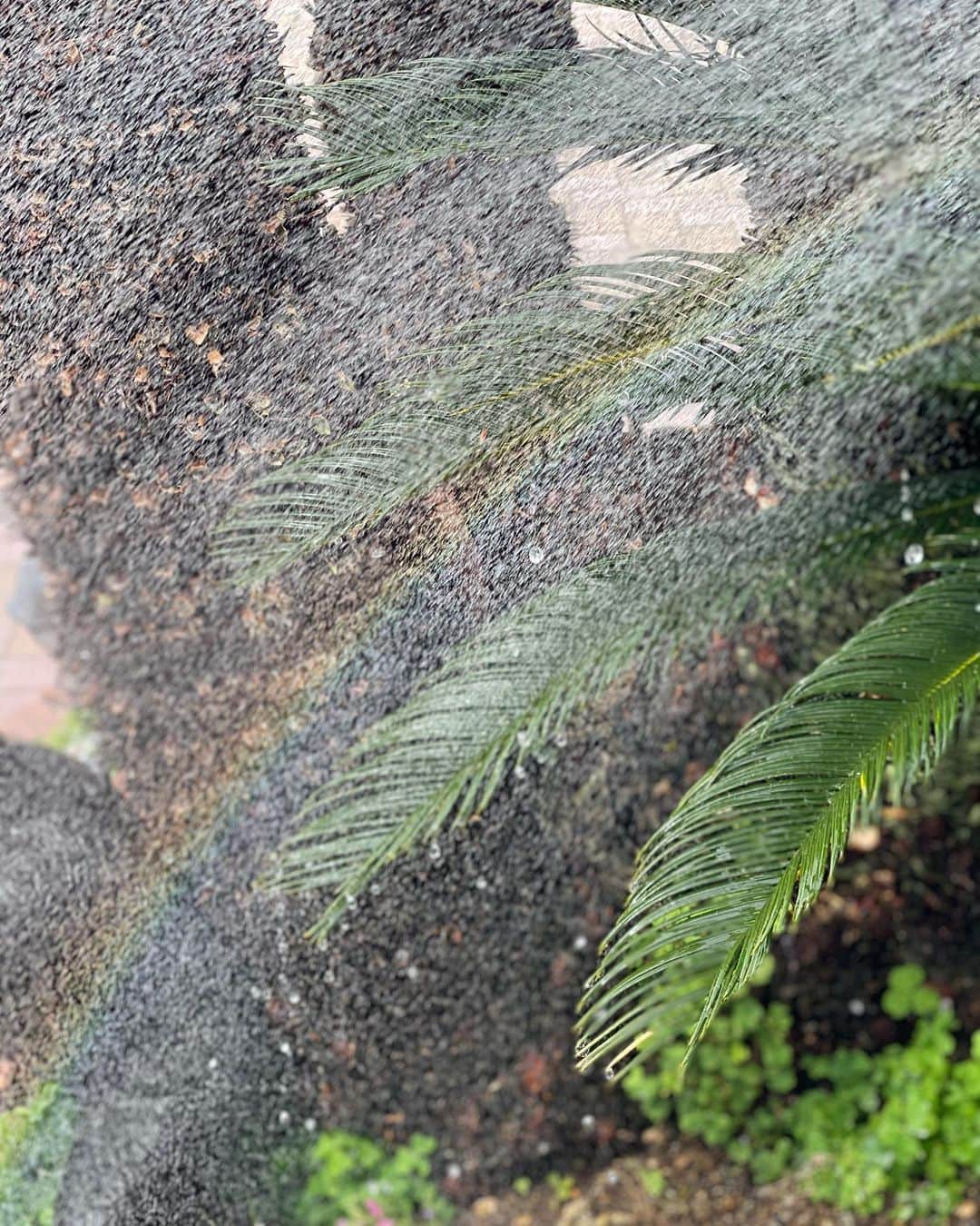 北斗晶さんのインスタグラム写真 - (北斗晶Instagram)「植木に水やりしてたら 🌈虹が見えました😊 嬉しくなりました。  #虹」4月25日 9時39分 - hokutoakira_official