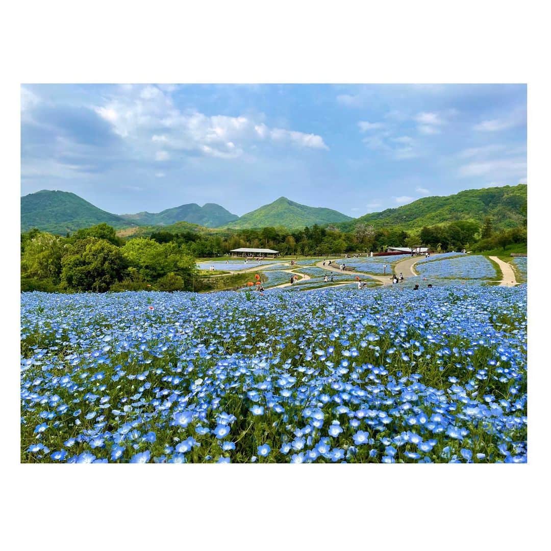 白戸ゆめのさんのインスタグラム写真 - (白戸ゆめのInstagram)「🦋 . まんのう公園のネモフィラ👒✨ ポピーが合間から ひょっこり顔を出してるのも可愛かった🧡 . お花畑って癒されるなあ😇 . #香川 #まんのう公園 #四国 #絶景 #ネモフィラ #ネモフィラの丘 #青の世界　 #時折 #ポピー #ひげなし　 #お花畑 #お花畑コーデ #真っ白ワンピース #ホワイトコーデ #春コーデ #ゆめのの私服 #ゆめコーデ #私服 . one-piece: @gu_for_all_  #gu accessory: @dior #dior #ピアス iPhone cape: @fendi #fendi watch: @breitling_japan  #breitling #breitlingwatch  #superocean」4月25日 11時58分 - yumeno.s_