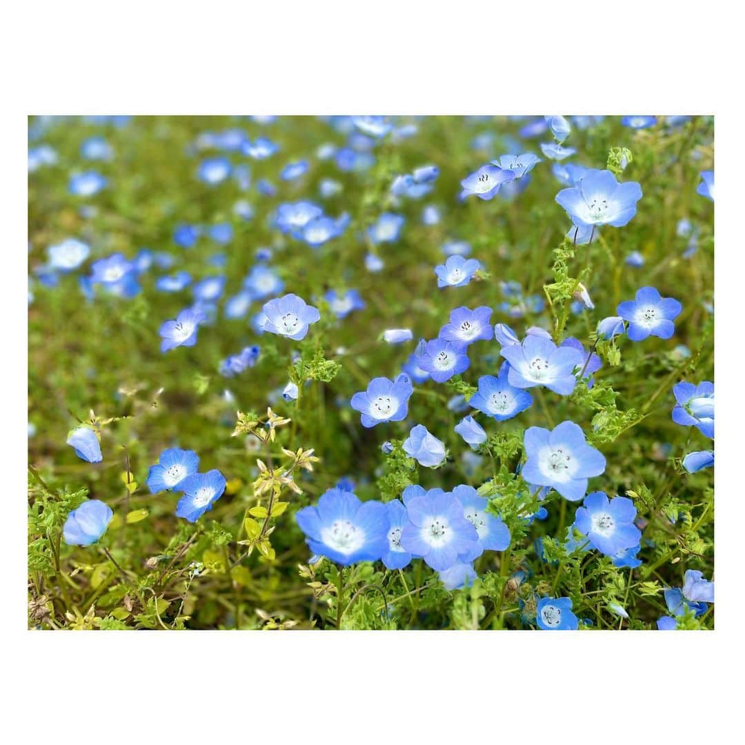 白戸ゆめのさんのインスタグラム写真 - (白戸ゆめのInstagram)「🦋 . まんのう公園のネモフィラ👒✨ ポピーが合間から ひょっこり顔を出してるのも可愛かった🧡 . お花畑って癒されるなあ😇 . #香川 #まんのう公園 #四国 #絶景 #ネモフィラ #ネモフィラの丘 #青の世界　 #時折 #ポピー #ひげなし　 #お花畑 #お花畑コーデ #真っ白ワンピース #ホワイトコーデ #春コーデ #ゆめのの私服 #ゆめコーデ #私服 . one-piece: @gu_for_all_  #gu accessory: @dior #dior #ピアス iPhone cape: @fendi #fendi watch: @breitling_japan  #breitling #breitlingwatch  #superocean」4月25日 11時58分 - yumeno.s_