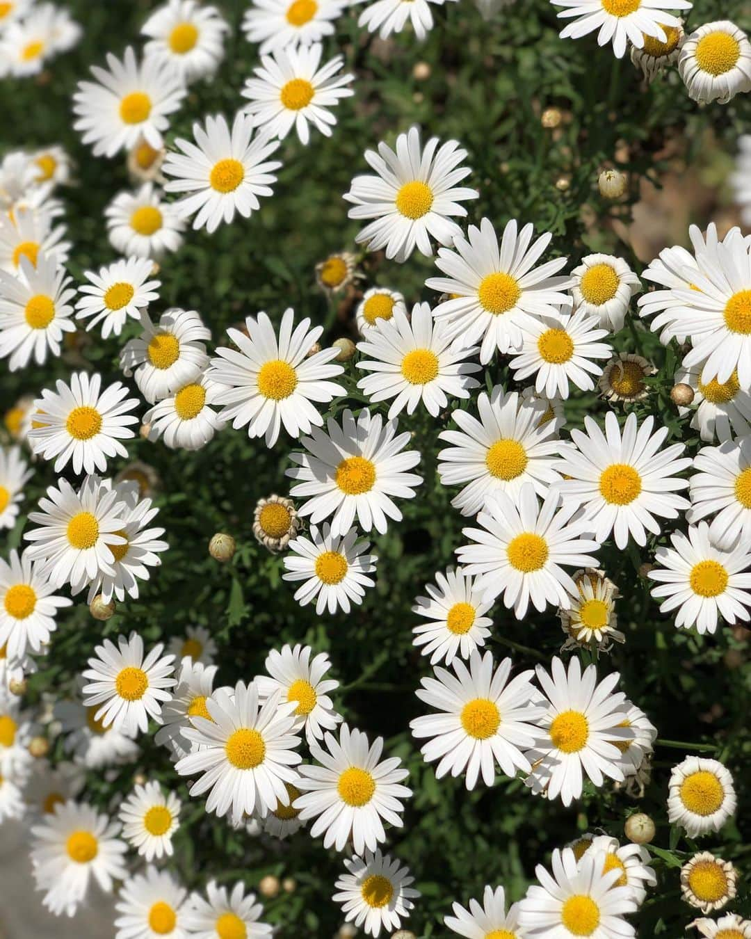 矢地祐介さんのインスタグラム写真 - (矢地祐介Instagram)「天気のいい日曜日は 道に咲いてるこんな花にも心踊らされて、 ガラにもなくパシャパシャ写真とか撮っちゃうよねぇ😂🎉 あー最高🤤」4月25日 12時12分 - usk_yachi