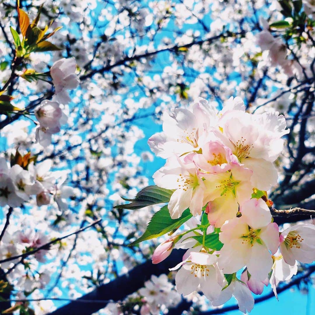 わっち☆ wacchiのインスタグラム：「* あなたがいる今日が何よりも嬉しくて あなたと見てみたい景色で溢れてる  #myfavoriteplace  #桜 #cherryblossom  #ザ花部 #花 #flower #空 #sky #青 #blue  #iphonex #iphoneonly #iPhonegraphy #igers #igersjp #instagramjapan #mwjp #WEBSTAPICK #VSCOcam #vsco #vscogood_ #vscogoodshot #hueart_life #shootermag #shootermag_japan #ig_photooftheday #reco_ig #indies_gram」