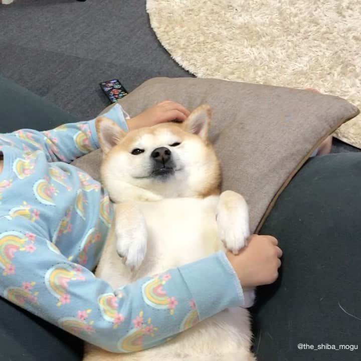 Moguのインスタグラム：「. おやすみなさいなの。 Good night. . @the_shiba_mogu  #柴犬 #shibainu #shiba#赤柴 #redshiba#犬 #dog#しばいぬ#nannydog#犬と子供#子供と犬#柴犬と子供#柴#赤ちゃんと犬#犬と赤ちゃん#柴犬と赤ちゃん#赤ちゃんと柴犬#柴犬のいる暮らし#子守犬」