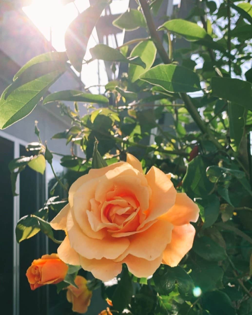 加藤夕夏さんのインスタグラム写真 - (加藤夕夏Instagram)「﻿ 咲いていた〜🧡﻿ ﻿ 可憐に一輪大きく咲いてる姿が﻿ 愛おしーくなったのでした。　#🌹﻿」4月25日 23時18分 - uuka_nmb