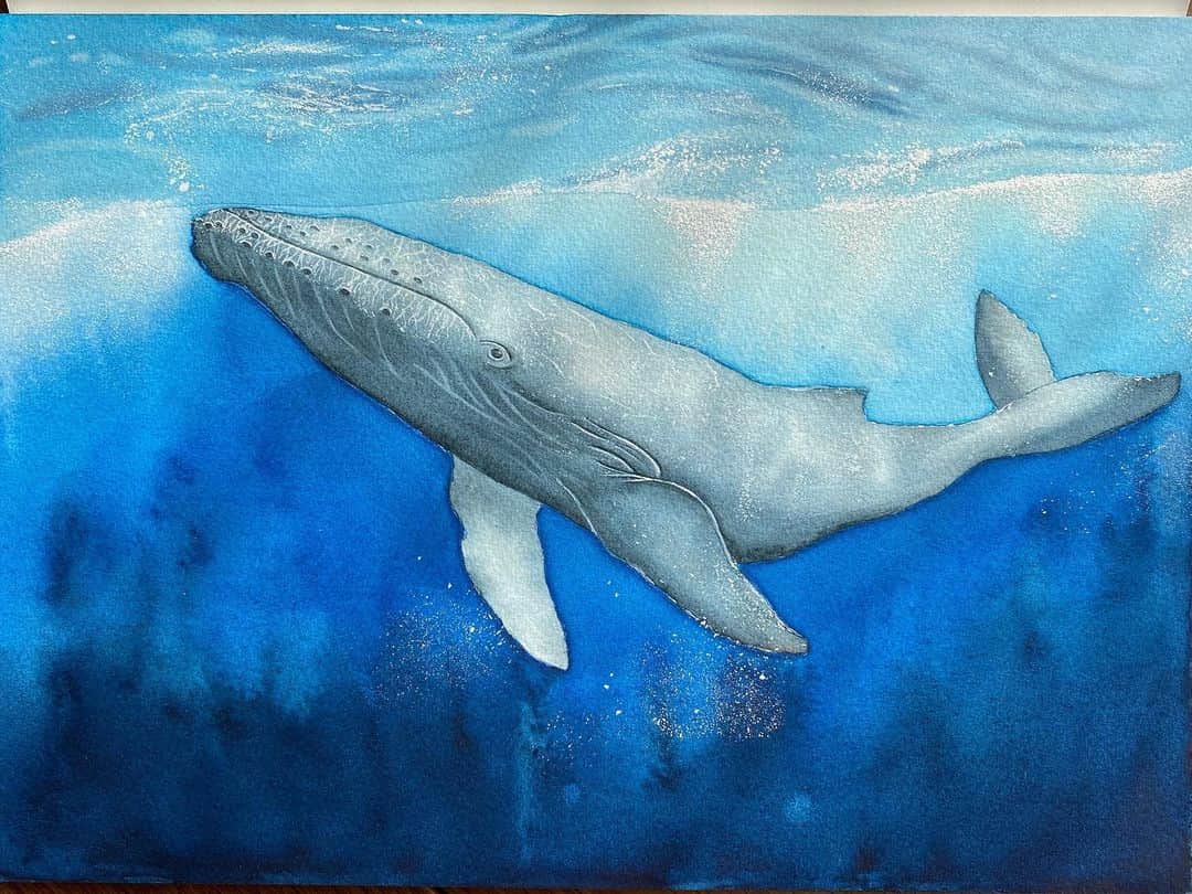 辻元舞さんのインスタグラム写真 - (辻元舞Instagram)「. 🐋 最近はプライベートでも沢山描けてて幸せ🖌 #水彩画#クジラ #whale#watercolor#watercolorpainting」4月25日 23時45分 - mai_tsujimoto