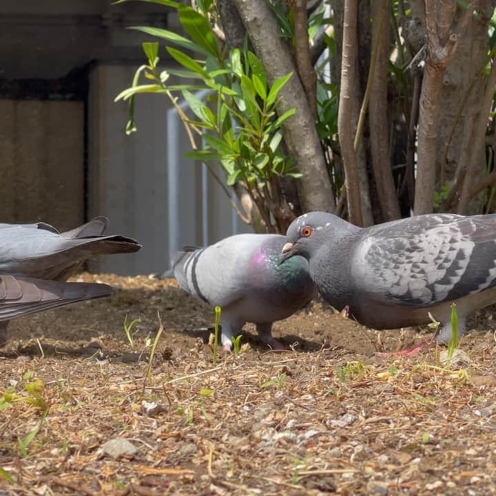高畑正幸のインスタグラム：「鳩氏が地面をほじくり返してた。」