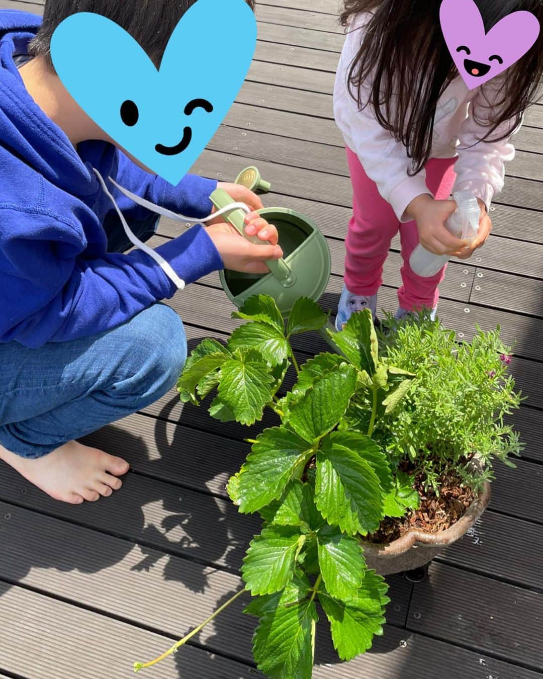 山口もえのインスタグラム：「・  冬から育てていたイチゴとローズマリー🍓 途中ハダニが大量発生して途方に暮れたけど💦 頑張って退治シュッシュして復活👏 🍓そろそろ収穫です！！ ローズマリーの花は飾ってみたよ💐 それにしてもイチゴまだ一粒しか大きくなってない💧 どうやって家族5人わけるんだ❓❗️笑  ※訂正　　  皆さまのおっしゃる通りローズマリーじゃなくてラベンダーです💦失礼致しました… なんでローズマリーって書いたんだろう💧笑  #家庭菜園#いちご#ラベンダー #こどもたちと楽しく育てられたのが一番の思い出 #おうち時間」
