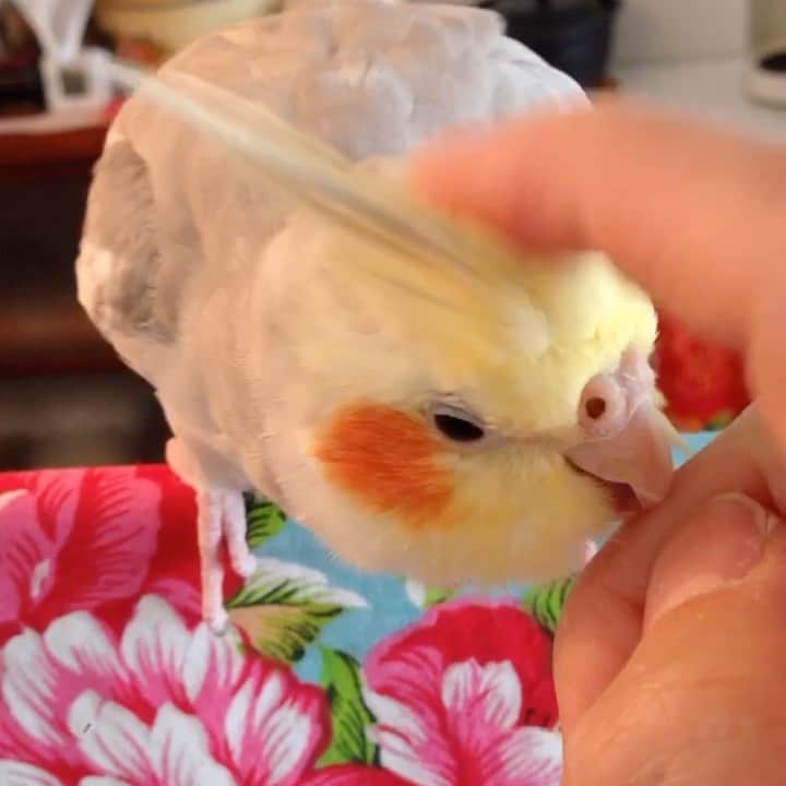 のインスタグラム：「ぽいちゃんも カキカキ💛💛」