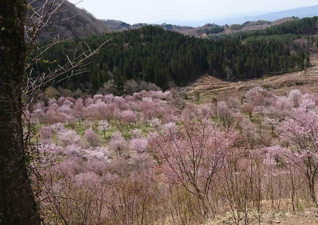 佐藤美樹さんのインスタグラム写真 - (佐藤美樹Instagram)「. 新緑から降り注ぐ光 . 優しい風が 心を和ませてくれます🌿 . . 母から桜の写真が届きました🌸 . 来年は、地元の桜を 見に行けたらいいなぁ。。 . 今は、家族や周りの人たちが 健やかに過ごせていることが幸せ . . 🌸🌸🌸 .  *-*-*-*-*-*-*-*-*-*-*-*-*-*-*-*-*-*-* #新緑  #優しい風  #風が気持ち良いと思えることが嬉しいよの #🌸  #桜  #桜2021  #桜ポートレート  #春  #春爛漫  #毎年の楽しみ  #帰省したいけど我慢する #撮影  #ポートレート  #被写体  #フリーアナウンサー  #女子アナ  #佐藤美樹」4月25日 21時32分 - satomiki0224