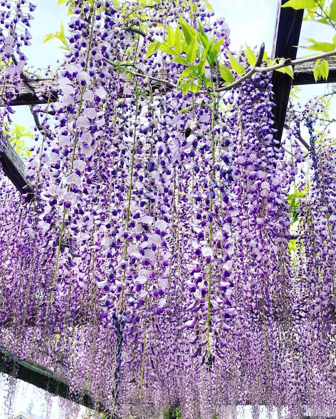 Manaさんのインスタグラム写真 - (ManaInstagram)「💜💜💜 𝑾𝒊𝒔𝒕𝒆𝒓𝒊𝒂  𝒇𝒓𝒐𝒘𝒆𝒓𝒔🌸 藤の花をいろいろな角度から💕 . 品種によって少しずつ異なる色の濃淡 . 藤棚全体で観賞するだけではなく ひと株、ひと房、いち輪、葉っぱ と注目するものを変えてみるとまた素敵でした🥺 . 一本が咲かせる花がこんなに！！ と改めて藤棚全体で見た時に感動しました…💓 . . . . Tops：#zara #ザラジョ Skirt：#amazon で #プチプラ Bag：#chanel #シャネル Scarf：#ninaricci #ニナリッチ . . #藤の花 #藤棚 #藤まつり #お写んぽ #天王川公園 #津島 #日本の風景 #雨上がり #夏日 #キレイめコーデ #きれいめコーデ #スカーフアレンジ #ブラックコーデ #大人可愛いコーデ #お花畑 #花畑 #料理研究家 #管理栄養士 #wisteria #wisteriaflowers #japan_photo」4月25日 21時39分 - mana.tcy