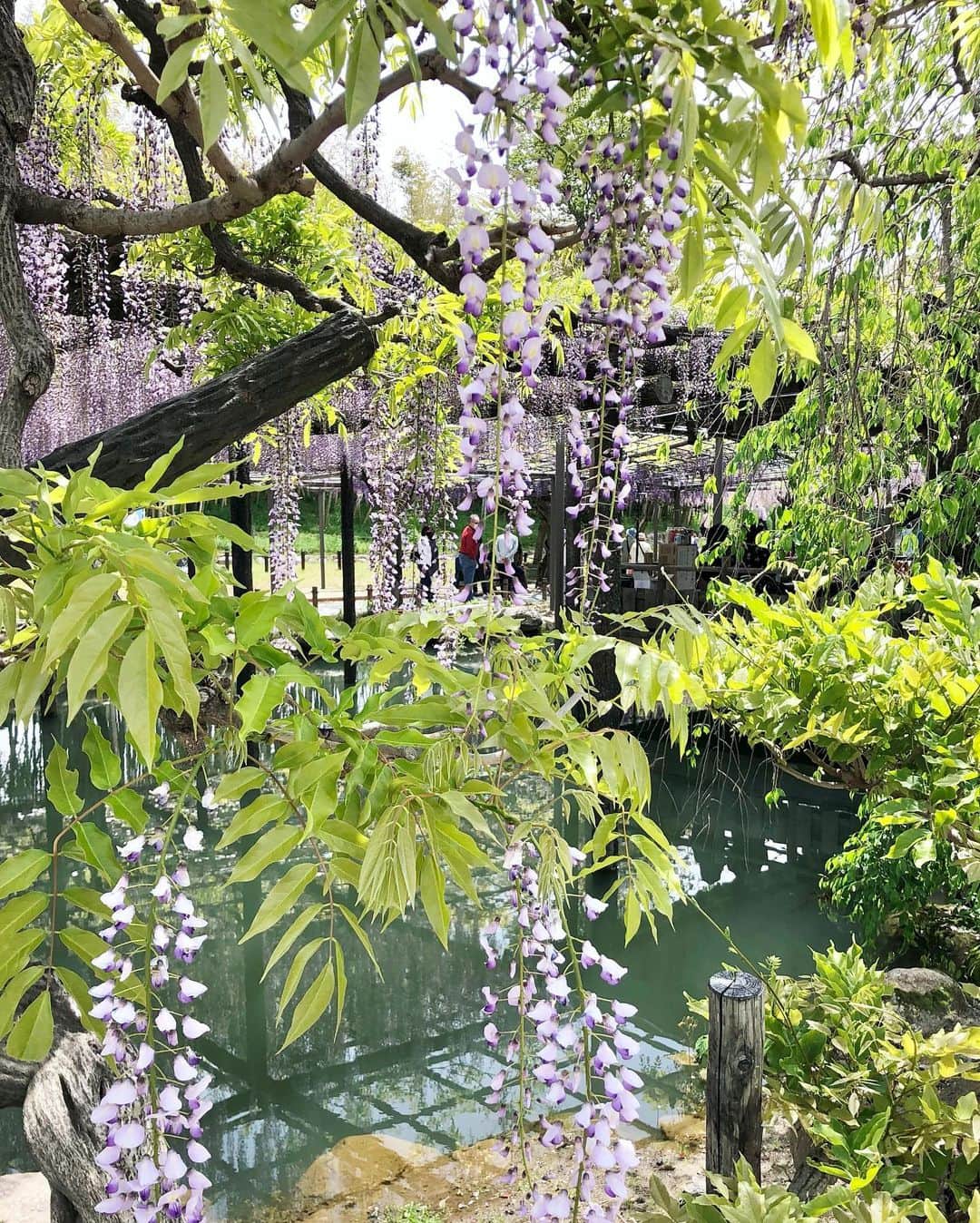 Manaさんのインスタグラム写真 - (ManaInstagram)「💜💜💜 𝑾𝒊𝒔𝒕𝒆𝒓𝒊𝒂  𝒇𝒓𝒐𝒘𝒆𝒓𝒔🌸 藤の花をいろいろな角度から💕 . 品種によって少しずつ異なる色の濃淡 . 藤棚全体で観賞するだけではなく ひと株、ひと房、いち輪、葉っぱ と注目するものを変えてみるとまた素敵でした🥺 . 一本が咲かせる花がこんなに！！ と改めて藤棚全体で見た時に感動しました…💓 . . . . Tops：#zara #ザラジョ Skirt：#amazon で #プチプラ Bag：#chanel #シャネル Scarf：#ninaricci #ニナリッチ . . #藤の花 #藤棚 #藤まつり #お写んぽ #天王川公園 #津島 #日本の風景 #雨上がり #夏日 #キレイめコーデ #きれいめコーデ #スカーフアレンジ #ブラックコーデ #大人可愛いコーデ #お花畑 #花畑 #料理研究家 #管理栄養士 #wisteria #wisteriaflowers #japan_photo」4月25日 21時39分 - mana.tcy