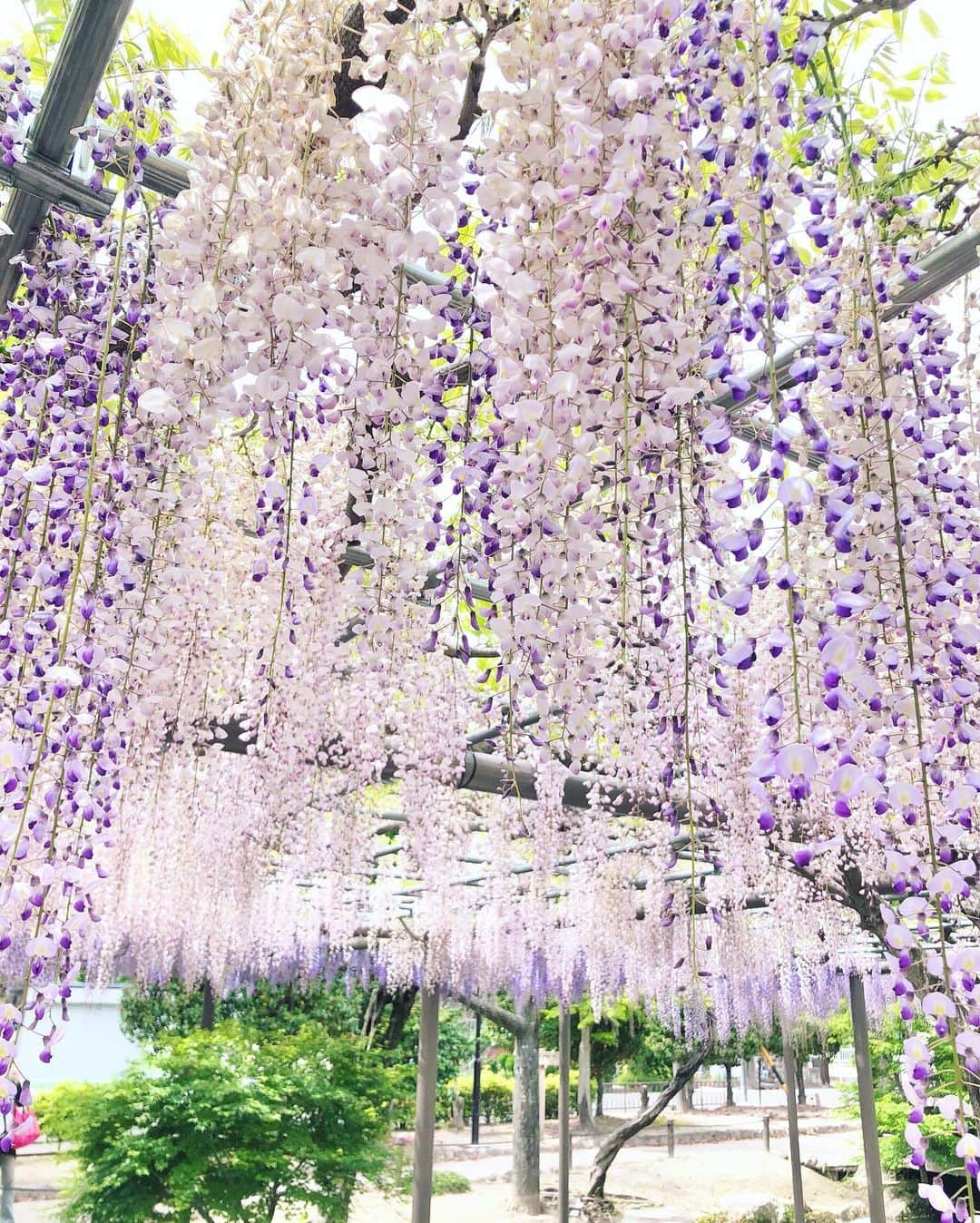Manaさんのインスタグラム写真 - (ManaInstagram)「💜💜💜 𝑾𝒊𝒔𝒕𝒆𝒓𝒊𝒂  𝒇𝒓𝒐𝒘𝒆𝒓𝒔🌸 藤の花をいろいろな角度から💕 . 品種によって少しずつ異なる色の濃淡 . 藤棚全体で観賞するだけではなく ひと株、ひと房、いち輪、葉っぱ と注目するものを変えてみるとまた素敵でした🥺 . 一本が咲かせる花がこんなに！！ と改めて藤棚全体で見た時に感動しました…💓 . . . . Tops：#zara #ザラジョ Skirt：#amazon で #プチプラ Bag：#chanel #シャネル Scarf：#ninaricci #ニナリッチ . . #藤の花 #藤棚 #藤まつり #お写んぽ #天王川公園 #津島 #日本の風景 #雨上がり #夏日 #キレイめコーデ #きれいめコーデ #スカーフアレンジ #ブラックコーデ #大人可愛いコーデ #お花畑 #花畑 #料理研究家 #管理栄養士 #wisteria #wisteriaflowers #japan_photo」4月25日 21時39分 - mana.tcy