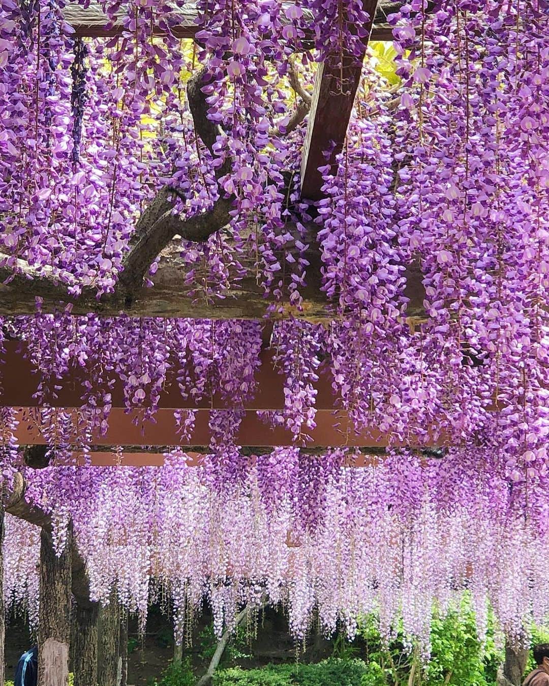 Manaさんのインスタグラム写真 - (ManaInstagram)「💜💜💜 𝑾𝒊𝒔𝒕𝒆𝒓𝒊𝒂  𝒇𝒓𝒐𝒘𝒆𝒓𝒔🌸 藤の花をいろいろな角度から💕 . 品種によって少しずつ異なる色の濃淡 . 藤棚全体で観賞するだけではなく ひと株、ひと房、いち輪、葉っぱ と注目するものを変えてみるとまた素敵でした🥺 . 一本が咲かせる花がこんなに！！ と改めて藤棚全体で見た時に感動しました…💓 . . . . Tops：#zara #ザラジョ Skirt：#amazon で #プチプラ Bag：#chanel #シャネル Scarf：#ninaricci #ニナリッチ . . #藤の花 #藤棚 #藤まつり #お写んぽ #天王川公園 #津島 #日本の風景 #雨上がり #夏日 #キレイめコーデ #きれいめコーデ #スカーフアレンジ #ブラックコーデ #大人可愛いコーデ #お花畑 #花畑 #料理研究家 #管理栄養士 #wisteria #wisteriaflowers #japan_photo」4月25日 21時39分 - mana.tcy