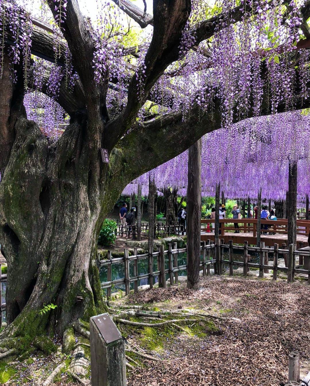 Manaさんのインスタグラム写真 - (ManaInstagram)「💜💜💜 𝑾𝒊𝒔𝒕𝒆𝒓𝒊𝒂  𝒇𝒓𝒐𝒘𝒆𝒓𝒔🌸 藤の花をいろいろな角度から💕 . 品種によって少しずつ異なる色の濃淡 . 藤棚全体で観賞するだけではなく ひと株、ひと房、いち輪、葉っぱ と注目するものを変えてみるとまた素敵でした🥺 . 一本が咲かせる花がこんなに！！ と改めて藤棚全体で見た時に感動しました…💓 . . . . Tops：#zara #ザラジョ Skirt：#amazon で #プチプラ Bag：#chanel #シャネル Scarf：#ninaricci #ニナリッチ . . #藤の花 #藤棚 #藤まつり #お写んぽ #天王川公園 #津島 #日本の風景 #雨上がり #夏日 #キレイめコーデ #きれいめコーデ #スカーフアレンジ #ブラックコーデ #大人可愛いコーデ #お花畑 #花畑 #料理研究家 #管理栄養士 #wisteria #wisteriaflowers #japan_photo」4月25日 21時39分 - mana.tcy
