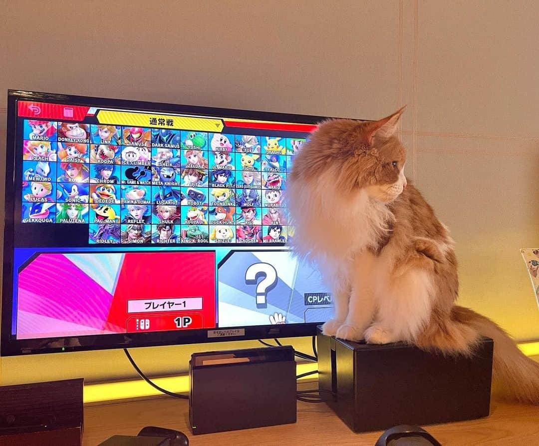 みきでりさんのインスタグラム写真 - (みきでりInstagram)「Switchで遊べる猫カフェ最強😺🎮❤️ 2枚目の私の顔面がえぐいwww そして、3枚目以降の猫ちゃんが可愛くて愛おしい💭💕 ゲームに夢中になってたら いつの間にかへそ天してた😂✨✨ おぬし可愛すぎやろぉぉおっ！！！ また絶対会いに行くよ。。❤️ ㅤ ㅤ ㅤ ㅤ ㅤ ㅤ ㅤ ㅤ #猫カフェ#猫カフェモカ#猫カフェmocha#マンチカン#マンチカン短足#マンチカン長毛#スイッチ#任天堂スイッチ#任天堂#ニンテンドースイッチ#マリオカート#マリカー#ショート#ショートヘア#ショートボブ#ショートスタイル#ショート女子#ショートカット#ゲーム#カフェ#猫#猫好きさんと繋がりたい#ねこ好き#猫好き#猫派#猫カフェモカラウンジ新宿店#モカラウンジ#モカラウンジ新宿店」4月25日 21時55分 - mikidelicious