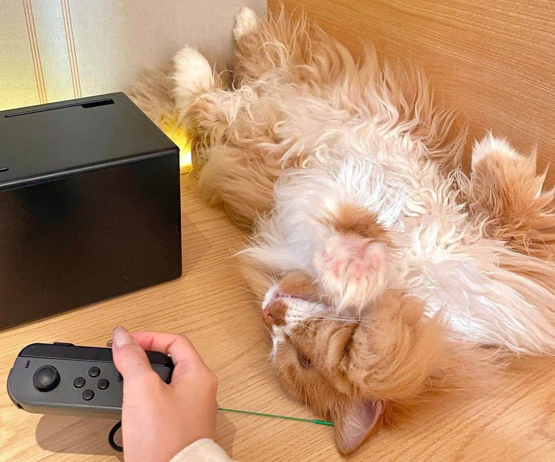 みきでりさんのインスタグラム写真 - (みきでりInstagram)「Switchで遊べる猫カフェ最強😺🎮❤️ 2枚目の私の顔面がえぐいwww そして、3枚目以降の猫ちゃんが可愛くて愛おしい💭💕 ゲームに夢中になってたら いつの間にかへそ天してた😂✨✨ おぬし可愛すぎやろぉぉおっ！！！ また絶対会いに行くよ。。❤️ ㅤ ㅤ ㅤ ㅤ ㅤ ㅤ ㅤ ㅤ #猫カフェ#猫カフェモカ#猫カフェmocha#マンチカン#マンチカン短足#マンチカン長毛#スイッチ#任天堂スイッチ#任天堂#ニンテンドースイッチ#マリオカート#マリカー#ショート#ショートヘア#ショートボブ#ショートスタイル#ショート女子#ショートカット#ゲーム#カフェ#猫#猫好きさんと繋がりたい#ねこ好き#猫好き#猫派#猫カフェモカラウンジ新宿店#モカラウンジ#モカラウンジ新宿店」4月25日 21時55分 - mikidelicious