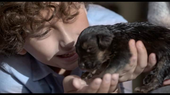 オーガスト・マトゥーロのインスタグラム：「My film ‘Shepherd: The Story of a Jewish Dog’ is finally opening Memorial Day weekend in select theaters. Covid set us back from opening last year & we waited for theaters to open again. I was 10 when I filmed this special story. Stay tuned for theaters/showtimes Follow our movie page for updates @jewishdog.movie #shepherdthestoryofajewishdog」