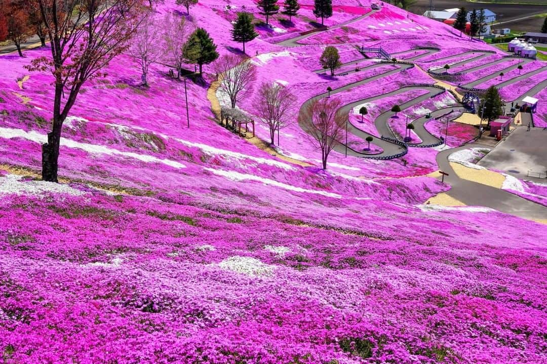 THE GATEのインスタグラム：「🌸 Higashimokoto Shibazakura Park 🌸  #Japan #hokkaido  #🇯🇵  . Higashimokoto Shibazakura Park locates in northeastern Hokkaido.  The park has endless fields of shibazakura. Shibazakura, or moss phlox, is a pink flower that is known to look like cherry blossoms.  . You can see the pink fields from May to June. Hop on the sightseeing car provided by the park to breeze through the shibazakura fields. . ————————————————————————————— Follow @thegate.japan for daily dose of inspiration from Japan and for your future travel. Tag your own photos from your past memories in Japan with #thegatejp to give us permission to repost ! . Check more information about Japan. →https://thegate12.com/spot/863 →@thegate.japan . #japanlovers #Japan_photogroup #viewing #Visitjapanphilipines #Visitjapantw #Visitjapanus #Visitjapanfr #Sightseeingjapan #Triptojapan #粉我 #Instatravelers #Instatravelphotography #Instatravellife #Instagramjapanphoto #cherryblossom #cherryblossoms #Shibazakura #sakura #higashimokotoshibazakurapark  #traveljapan #worldheritage #worldheritagesite #spring #springflowers」