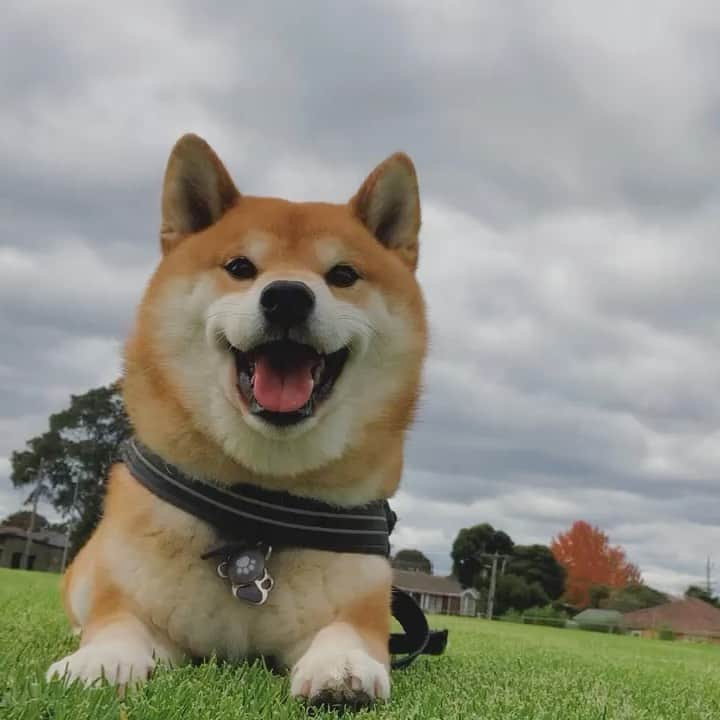 Shibainu Pontaのインスタグラム