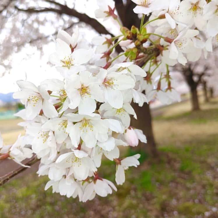村主章枝さんのインスタグラム写真 - (村主章枝Instagram)「Cherry Blossoms pictures from Niigata 桜、素敵🌸 #springflowers  #cherryblossoms」4月26日 16時03分 - fumie.suguri