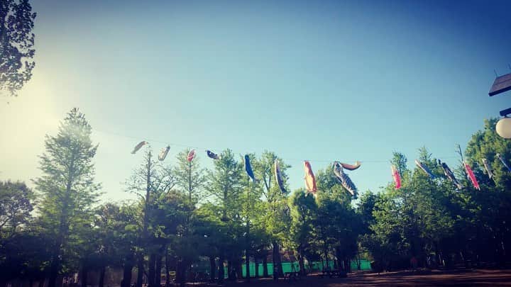 のインスタグラム：「#鯉のぼり﻿ #🎏﻿ ﻿ 風が強めだった今日。﻿ キレイな青空を元気に泳いでいましたー✨﻿  手振れ…スミマセン🥲 撮るのヘッタクソなんですよねー。  ﻿ #羽根木公園﻿ ﻿ もう4月も終わるのねー。﻿ 早いわああああ。﻿」