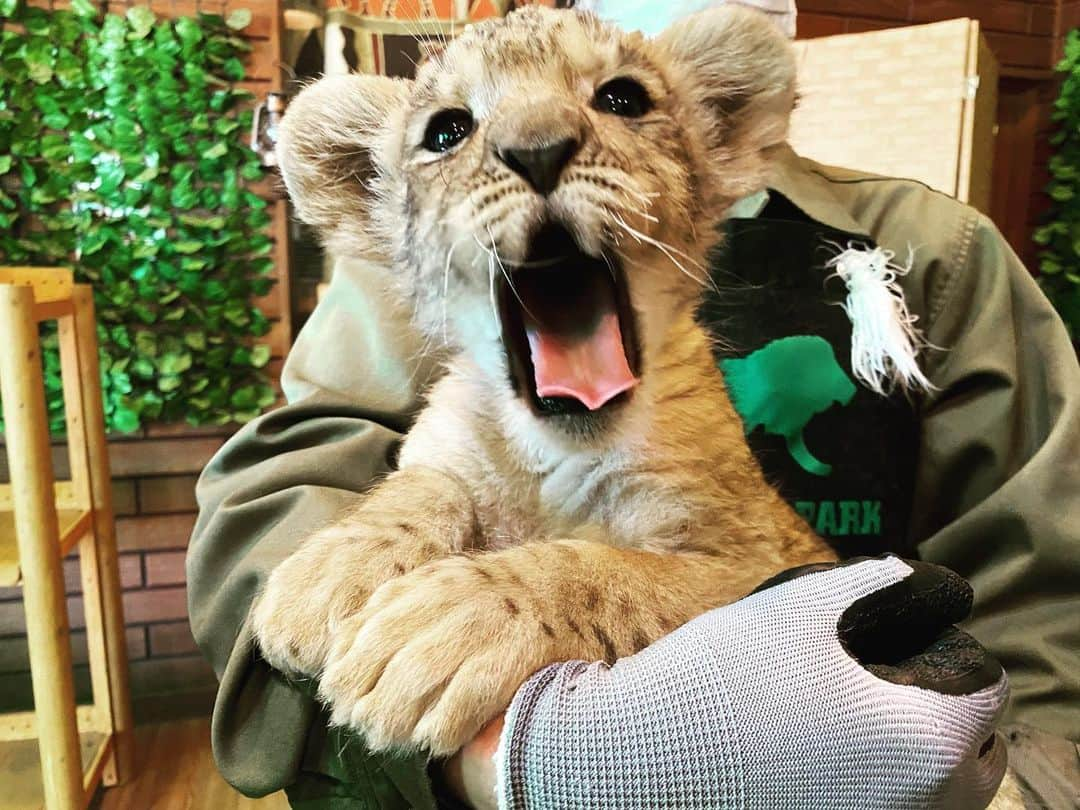 ダレノガレ明美さんのインスタグラム写真 - (ダレノガレ明美Instagram)「@fuji_safari  ライオンの赤ちゃん産まれたから 行ってきた時の！ まだ5kgしかなかったの。 かわいすぎる。飼いたい🥺 6月まで一緒に写真撮れるんだって❤️ なかなかない機会だから絶対撮ったほうがいい。 しかも、いろんな動物の赤ちゃんが見れたよ✨ 動物園って本当にパワースポットな気がする🥺 大人のライオンは迫力がすごかったです。笑  #ライオン #赤ちゃん #富士サファリパーク」4月26日 20時32分 - darenogare.akemi