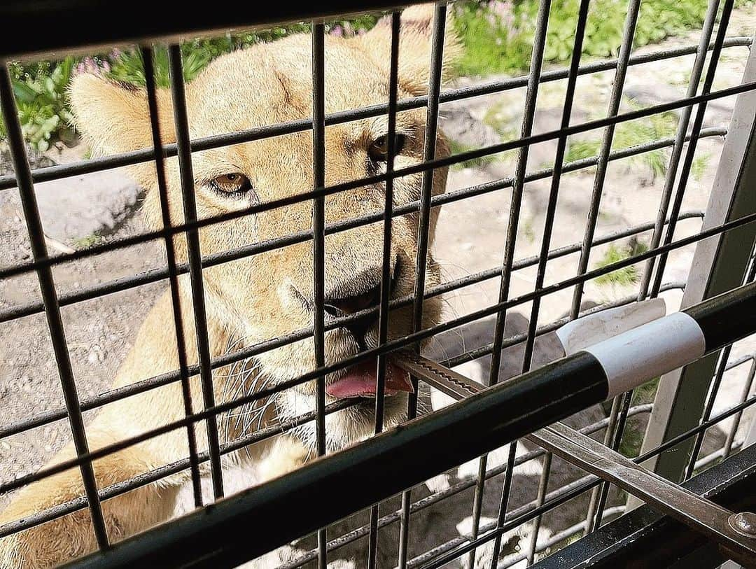 ダレノガレ明美さんのインスタグラム写真 - (ダレノガレ明美Instagram)「@fuji_safari  ライオンの赤ちゃん産まれたから 行ってきた時の！ まだ5kgしかなかったの。 かわいすぎる。飼いたい🥺 6月まで一緒に写真撮れるんだって❤️ なかなかない機会だから絶対撮ったほうがいい。 しかも、いろんな動物の赤ちゃんが見れたよ✨ 動物園って本当にパワースポットな気がする🥺 大人のライオンは迫力がすごかったです。笑  #ライオン #赤ちゃん #富士サファリパーク」4月26日 20時32分 - darenogare.akemi