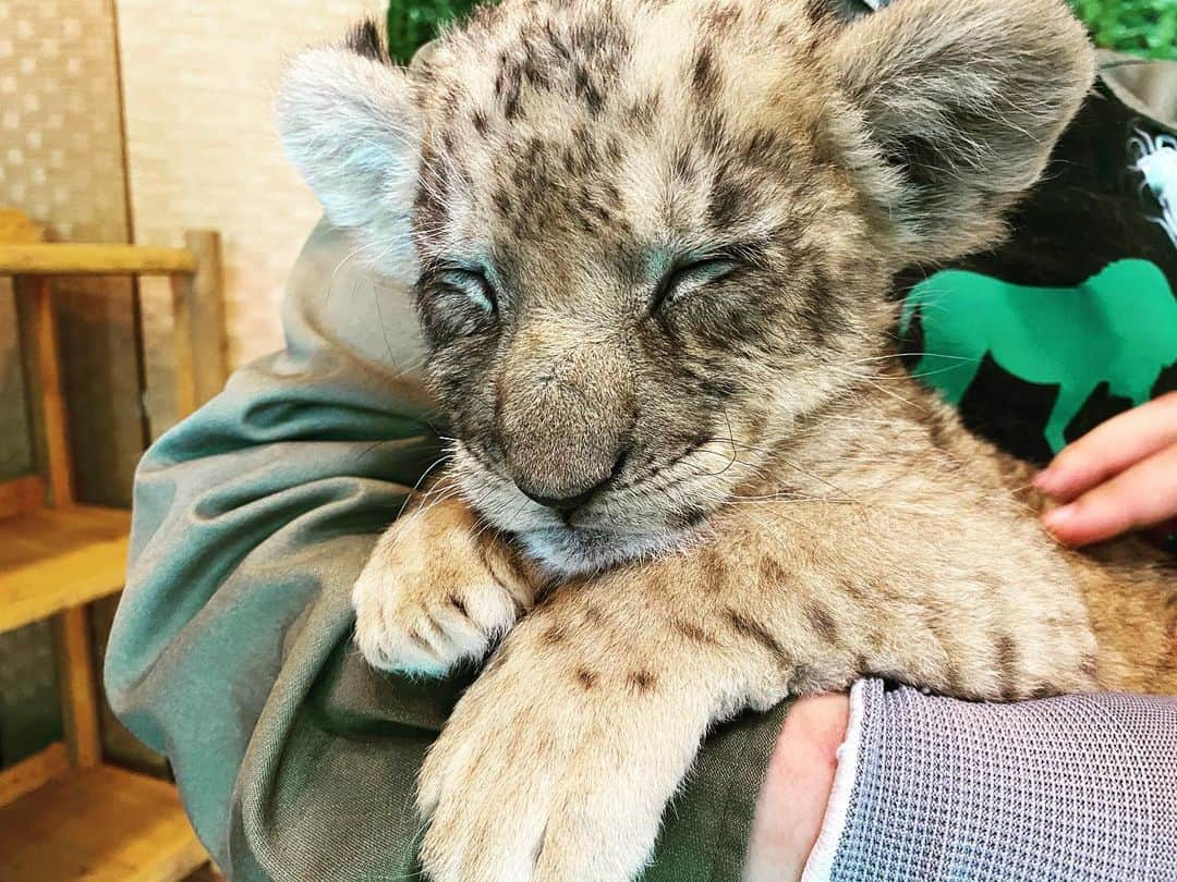 ダレノガレ明美さんのインスタグラム写真 - (ダレノガレ明美Instagram)「@fuji_safari  ライオンの赤ちゃん産まれたから 行ってきた時の！ まだ5kgしかなかったの。 かわいすぎる。飼いたい🥺 6月まで一緒に写真撮れるんだって❤️ なかなかない機会だから絶対撮ったほうがいい。 しかも、いろんな動物の赤ちゃんが見れたよ✨ 動物園って本当にパワースポットな気がする🥺 大人のライオンは迫力がすごかったです。笑  #ライオン #赤ちゃん #富士サファリパーク」4月26日 20時32分 - darenogare.akemi