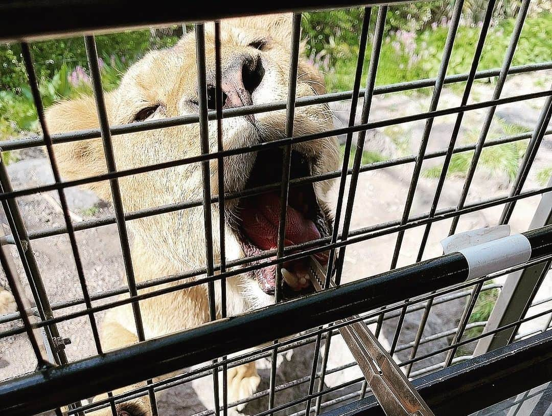 ダレノガレ明美さんのインスタグラム写真 - (ダレノガレ明美Instagram)「@fuji_safari  ライオンの赤ちゃん産まれたから 行ってきた時の！ まだ5kgしかなかったの。 かわいすぎる。飼いたい🥺 6月まで一緒に写真撮れるんだって❤️ なかなかない機会だから絶対撮ったほうがいい。 しかも、いろんな動物の赤ちゃんが見れたよ✨ 動物園って本当にパワースポットな気がする🥺 大人のライオンは迫力がすごかったです。笑  #ライオン #赤ちゃん #富士サファリパーク」4月26日 20時32分 - darenogare.akemi