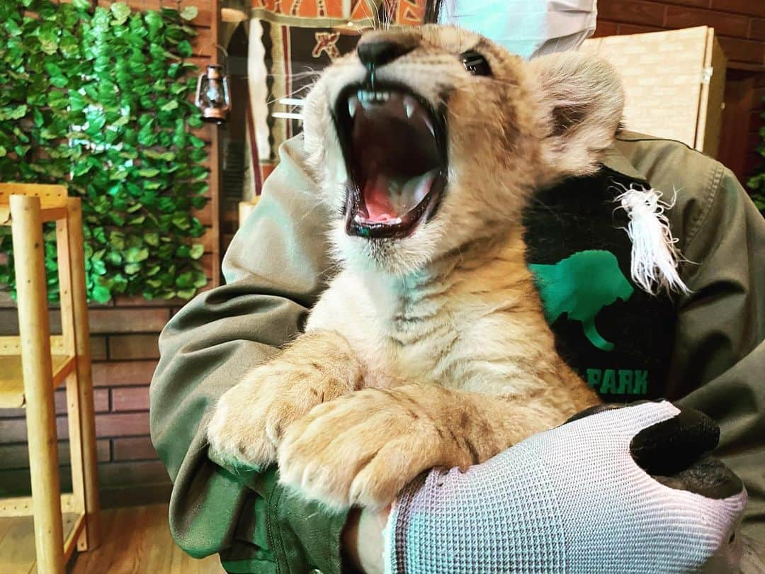 ダレノガレ明美さんのインスタグラム写真 - (ダレノガレ明美Instagram)「@fuji_safari  ライオンの赤ちゃん産まれたから 行ってきた時の！ まだ5kgしかなかったの。 かわいすぎる。飼いたい🥺 6月まで一緒に写真撮れるんだって❤️ なかなかない機会だから絶対撮ったほうがいい。 しかも、いろんな動物の赤ちゃんが見れたよ✨ 動物園って本当にパワースポットな気がする🥺 大人のライオンは迫力がすごかったです。笑  #ライオン #赤ちゃん #富士サファリパーク」4月26日 20時32分 - darenogare.akemi