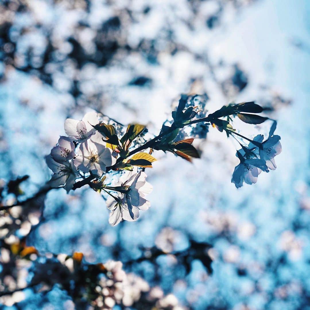 わっち☆ wacchiさんのインスタグラム写真 - (わっち☆ wacchiInstagram)「* 僕の当たり前の日々が 今ではまるっきり違う色に見える  #myfavoriteplace  #桜 #cherryblossom  #ザ花部 #花 #flower #空 #sky #青 #blue  #玉ボケ #bokeh #iphonex #iphoneonly #iPhonegraphy #igers #igersjp #instagramjapan #mwjp #WEBSTAPICK #VSCOcam #vsco #vscogood_ #vscogoodshot #hueart_life #shootermag #shootermag_japan #ig_photooftheday #reco_ig #indies_gram」4月26日 21時07分 - 2b1yro_