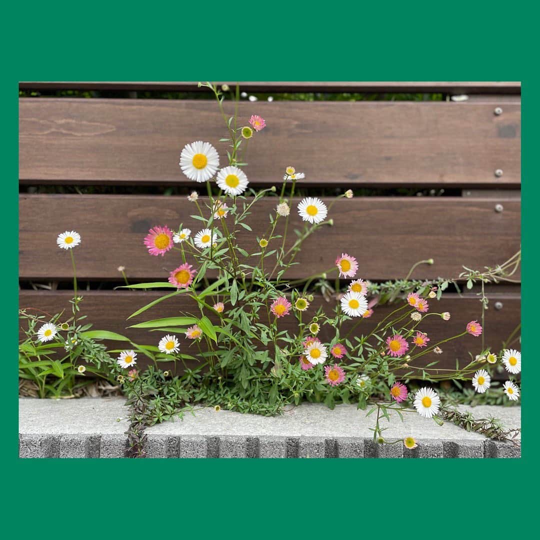 のインスタグラム：「↓ こちらの花はペラペラヨメナ💁‍♀️🌱 葉が薄いからペラペラなんだって笑  ペラペラヨメナ~🪄って魔法ありそう🧙‍♀️  #徒歩の楽しみのひとつ #名前を調べる時はGoogleに🙏笑」