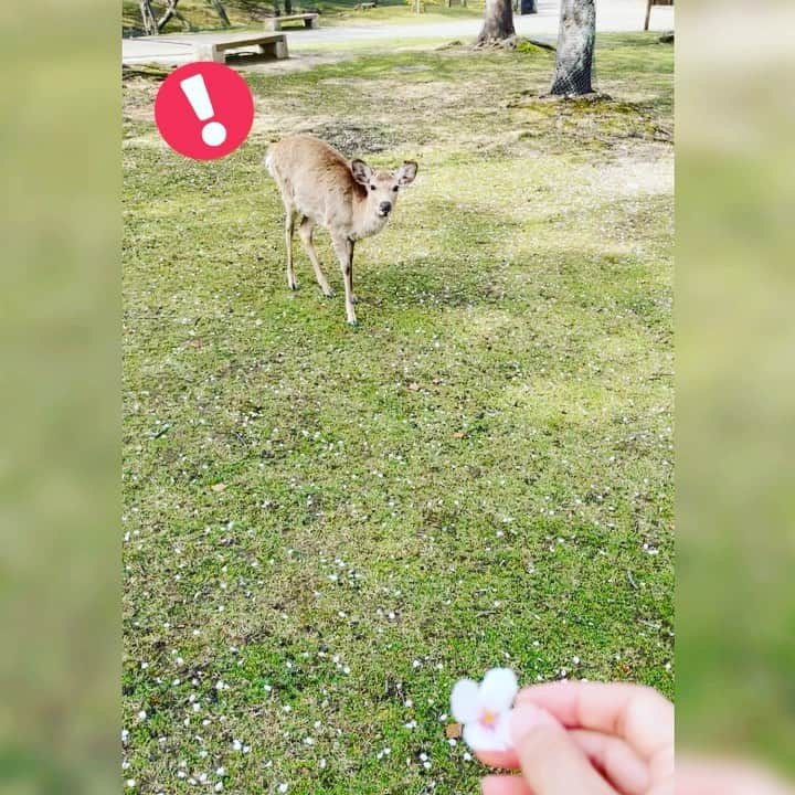 秋吉織栄（宮内かれん）のインスタグラム