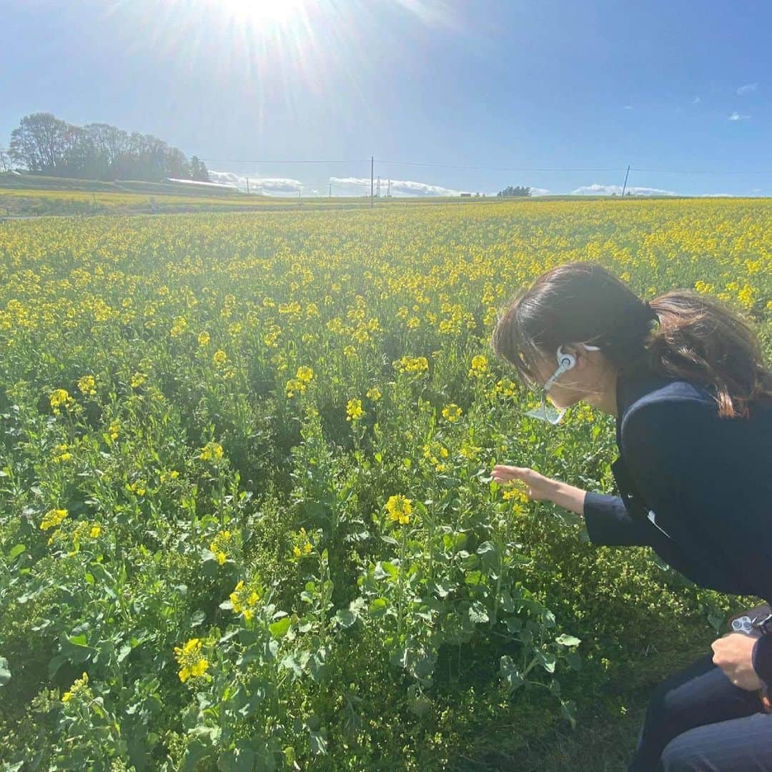 森下千里のインスタグラム：「見渡す限り一面の花畑。  いまは菜の花。 なつは向日葵🌻 季節によって、 色鮮やかな花がわたしたちを喜ばせてくれます。  もともとは休田だったそうで、 とてもいい活用ですね。  いまはコロナ禍で中止ですが、 毎年、お祭りもあるそうです。  #大崎市三本木 #ひまわりの里  #向日葵 #宮城 #宮城五区」
