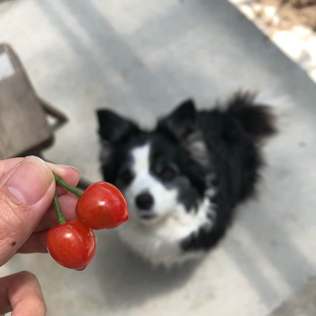 古田ちさこさんのインスタグラム写真 - (古田ちさこInstagram)「🍒  お庭の桜の木にさくらんぼがなりました。 剪定していないのでミニサイズですが可愛い😘  写真撮ってたら食べさせてもらえると思った福ちゃんがとびかかってきた🐕笑  #さくらんぼ#cherries  #twins#ボーダーコリー #bordercollie#cherry#🍒」4月27日 12時05分 - chisakofuruta