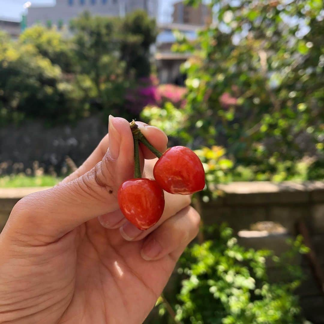 古田ちさこさんのインスタグラム写真 - (古田ちさこInstagram)「🍒  お庭の桜の木にさくらんぼがなりました。 剪定していないのでミニサイズですが可愛い😘  写真撮ってたら食べさせてもらえると思った福ちゃんがとびかかってきた🐕笑  #さくらんぼ#cherries  #twins#ボーダーコリー #bordercollie#cherry#🍒」4月27日 12時05分 - chisakofuruta