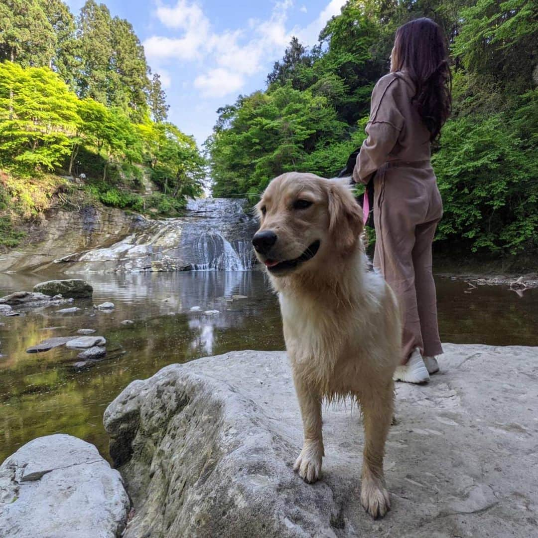 KIKIのインスタグラム：「今年の夏はひま🐶と 沢山夏の遊びをしたいな 川も湖も海にも行きたい  * * * * * #ゴールデンレトリバー」