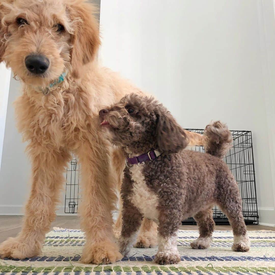 Angie Keiserのインスタグラム：「Home security system. No delivery left undetected. No delivery driver left un-verbally-assaulted. Never felt safer 🤦‍♀️😆」