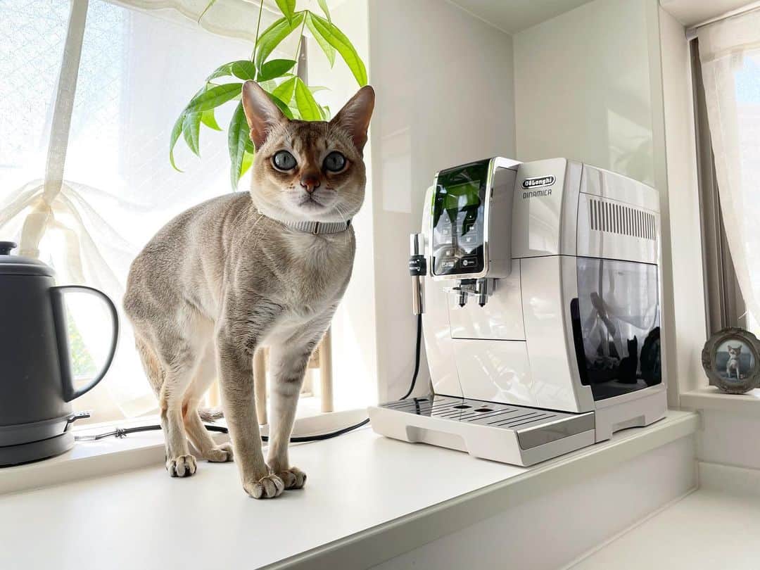 モルト♡Malt(Singapuracat)のインスタグラム：「引っ越したらキッチンの日当たりがすっごく良くなったから、朝はいつもキッチンで日向ぼっこしてるモルちゃん☀️ おうち時間が増えて新しく迎えたパキラちゃんと一緒にポカポカ😽🪴 * お気に入りの場所だけど、コーヒーマシンが動き出したら大慌てで逃げ回るよ😹☕️」
