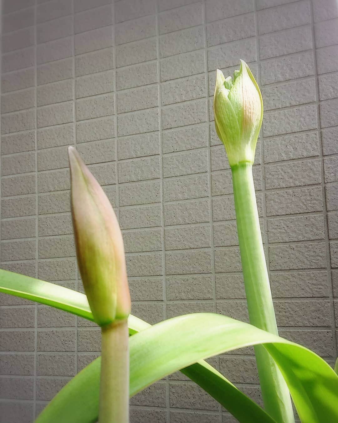 中田有紀さんのインスタグラム写真 - (中田有紀Instagram)「ベランダのアマリリスに変化が❗😳 気がついた時に水やりしていただけですが、春を感じてグングン成長しています。 もうすぐ咲きそう🎶 #アマリリス」4月27日 11時30分 - akinakada0508