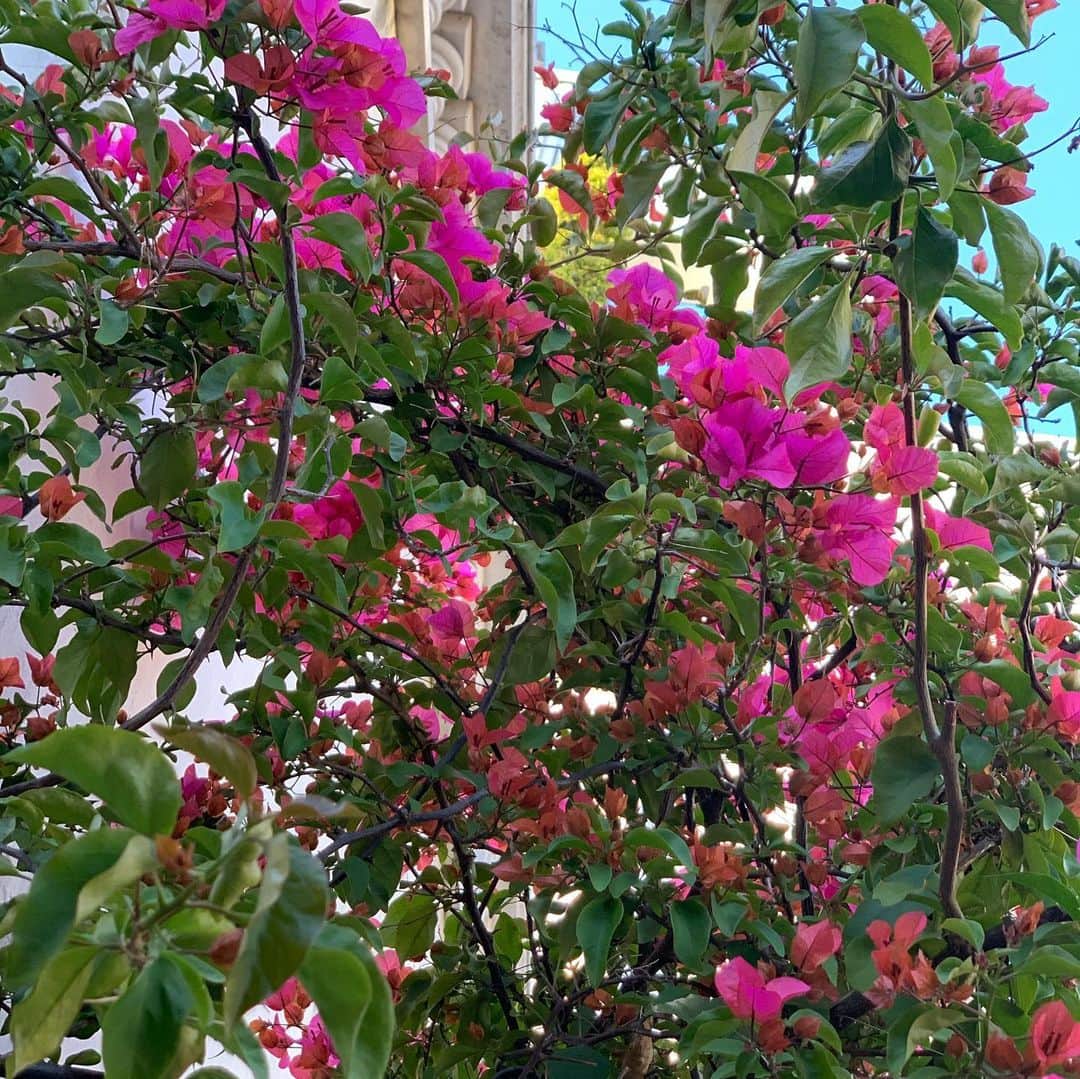 吉川ちかさんのインスタグラム写真 - (吉川ちかInstagram)「こないだ歯医者さんの 帰りにバンブーで一人ランチ☺️💓 いつ行っても賑わってるお店！ . 緑とお花に囲まれた一軒家レストランで すごーく癒しの空間です！ いまの季節は特にお花がたくさん 咲いててとても綺麗でした🥺💓 お料理も美味しいです！ . #ランチ#ランチタイム #表参道カフェ #表参道ランチ#lunch#バンブー#表参道バンブー#Flower#素敵な空間」4月27日 17時08分 - yoshikawachika_1116