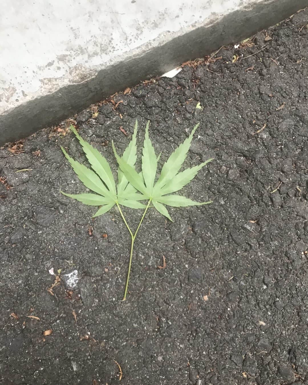 山下しげのりのインスタグラム：「家の近くの道路にTシャツやキャップのデザインで見る大麻草によく似た葉っぱが落ちてたんやけど。違うよね？ #大麻　#大麻草　#お〜怖！」