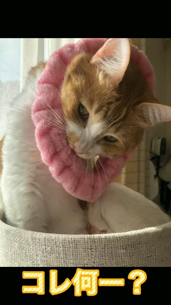 ブラザー4チャンネルのインスタグラム：「うちのあきちゃん(=^x^=) 子供達が登校した後、 気持ちよさそうにゴロゴロしてました✨ 朝からこんなゴロゴロ羨ましい〜  #brother4 #ブラザー4 #ニャンチューバー  #保護猫  #保護猫と暮らす  #ちなみに6.2kgある #兄妹猫  #大きすぎないか」